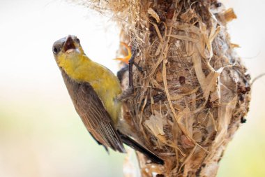 Doğanın arka planında kuş yuvasında beslenen Mor Güneş Kuşu 'nun (Dişi) resmi. (Cinnyris asiaticus) Kuş. Hayvanlar.