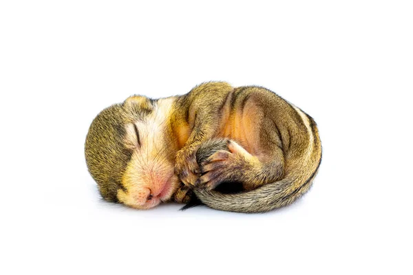 Baby Himalayan Striped Squirrel Baby Burmese Striped Squirrel Tamiops Mcclellandii — Φωτογραφία Αρχείου