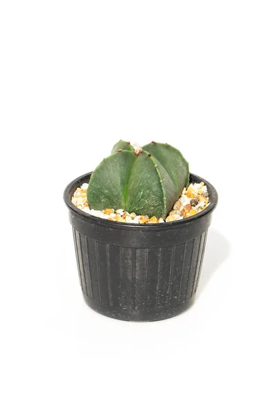 Bild Von Kakteen Töpfen Isoliert Auf Weißem Hintergrund Kleine Zierpflanze — Stockfoto