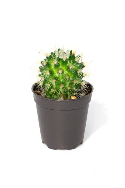Afbeelding Van Cactus Potten Geïsoleerd Witte Achtergrond Kleine Decoratieve Plant — Stockfoto