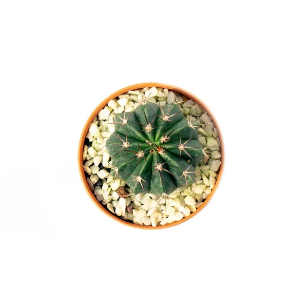 在白色背景上隔离的罐子中的仙人掌图像 小装饰植物 顶部视图 — 图库照片