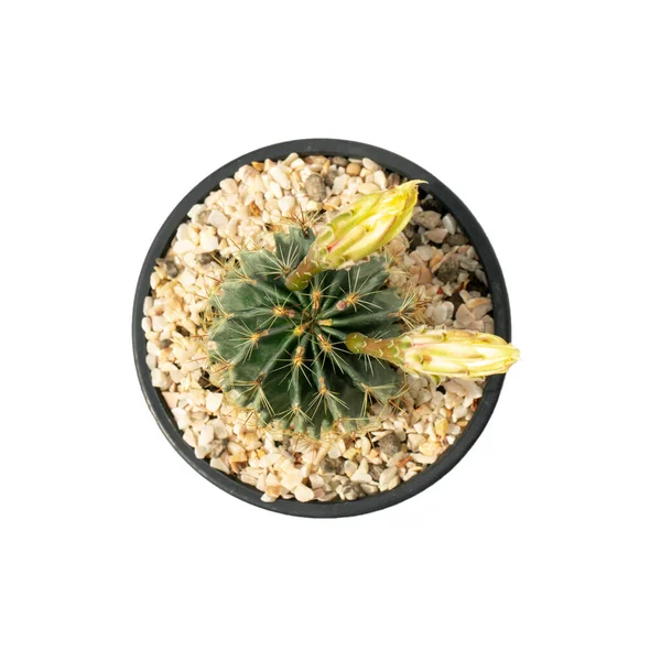 Imagen Cactus Macetas Aisladas Sobre Fondo Blanco Pequeña Planta Decorativa —  Fotos de Stock