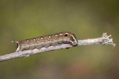 Image of brown caterpillar on branch on natural background. Insect. Brown worm. Animal. clipart