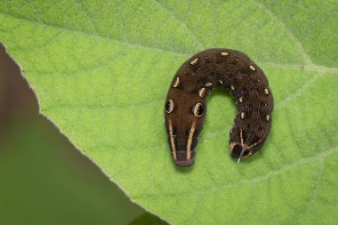 Image of brown caterpillar on green leaf. Brown worm. Insect. Animal. clipart