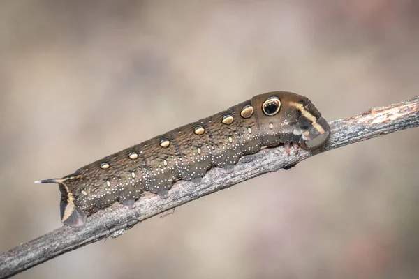 Afbeelding Van Bruine Rups Tak Natuurlijke Achtergrond Insect Bruine Worm — Stockfoto