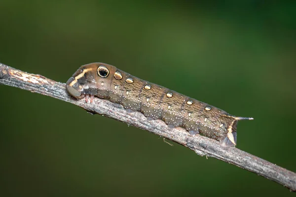 Bild Der Braunen Raupe Auf Zweig Auf Natürlichem Hintergrund Insekt — Stockfoto