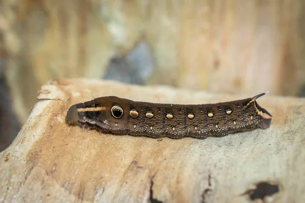 Imagen Oruga Marrón Sobre Fondo Natural Insecto Gusano Marrón Animales —  Fotos de Stock