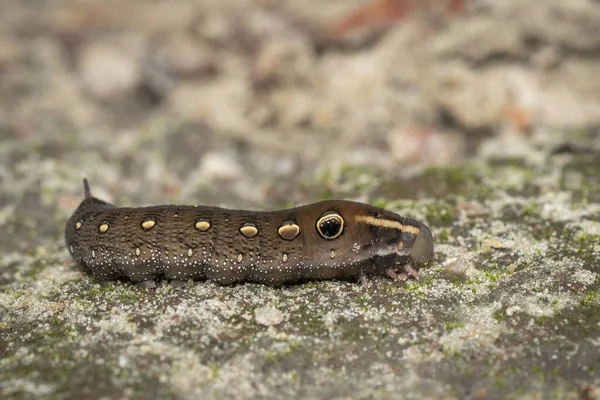 Caterpillar negras online