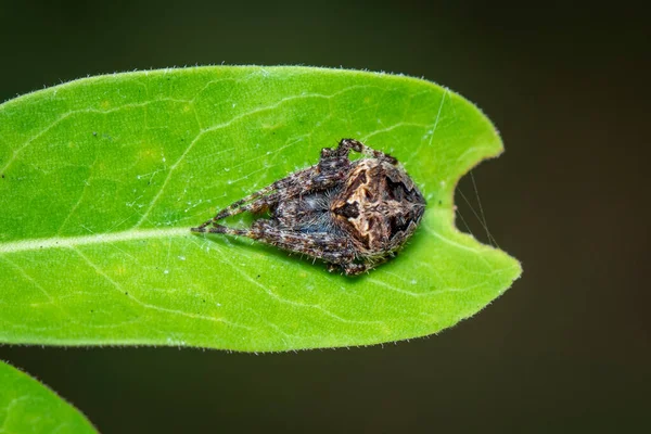 自然を背景に緑の葉にラグラーゼの庭のクモの画像 昆虫だ — ストック写真
