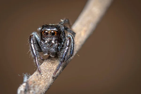 Kép Ugró Pókok Salticidae Egy Természetes Háttér Rovar Állatok — Stock Fotó