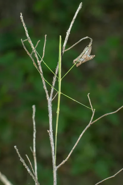 Bilde Gigantisk Pinne Insekt Grenen Naturbakgrunn Insekter Dyr – stockfoto