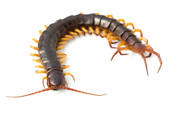 Image Centipedes Chilopoda Isolated White Background Animal Poisonous Animals — Stock Photo, Image