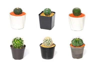 Kaktüslerden oluşan bir grup beyaz arka planda izole edilmiş. Küçük dekoratif bitki.