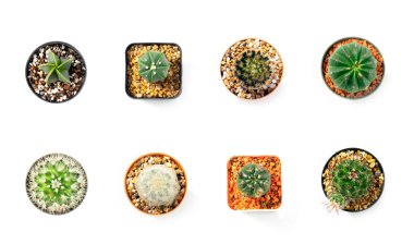 Kaktüslerden oluşan bir grup beyaz arka planda izole edilmiş. Küçük dekoratif bitki.