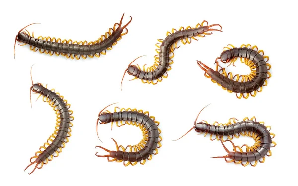 มของ Centipedes Chilopoda แยกก นบนพ นหล ขาว — ภาพถ่ายสต็อก