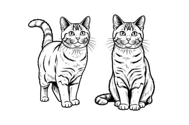İki Chartreux kedisinden oluşan zarif, siyah ve beyaz bir vektör, biri ayakta ve diğeri oturuyor. Evcil hayvan.
