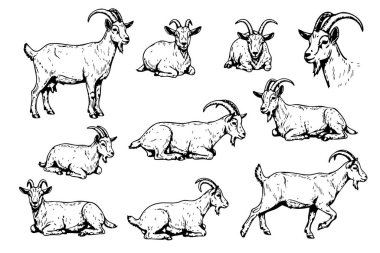 Çeşitli pozlarda bir keçinin siyah beyaz vektör çizimleri. Çiftlik hayvanları