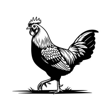 Tayland Yerli Tavuğunun detaylı siyah beyaz çizimi. Çiftlikle ilgili markalaşma için mükemmel bir grafik.