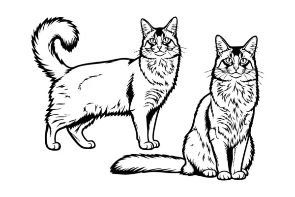 İki Somalili kedinin siyah beyaz vektörü, biri ayakta ve biri oturuyor. Evcil hayvan.