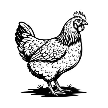 Çikolata-kahverengi yumurtalarıyla tanınan gururlu Marslı Tavukların Vektörü bir tarlada duruyor. Bu ayrıntılı vektör illüstrasyonu, tüy desenlerini ve sapasağlam formunu vurgular.