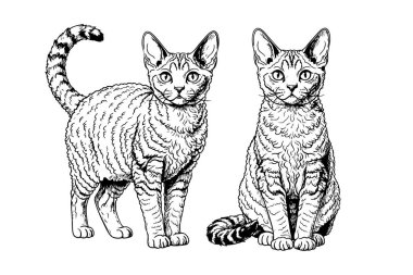 Kıvırcık saçlı Selkirk Rex kedisinin taşıyıcısı zarif duruyor. İkincisi ise zarif bir şekilde oturup, soyunun eşsiz, gösterişli ve sakin tavrını sergiliyor. Evcil hayvan.