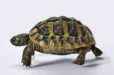 Kaplumbağa beyaz arka plan üzerinde izole görünümü ön