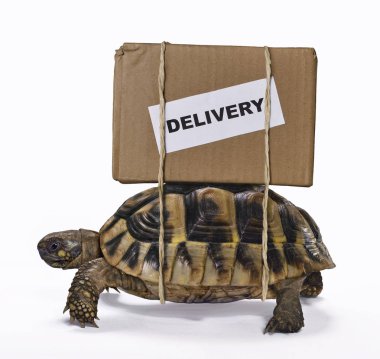 Slow delivery on turtle. clipart