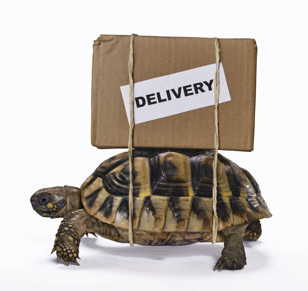 Slow delivery on turtle.