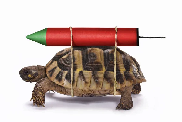 Yetenekli Kaplumbağa Hızlı Roket Ile Almak — Stok fotoğraf