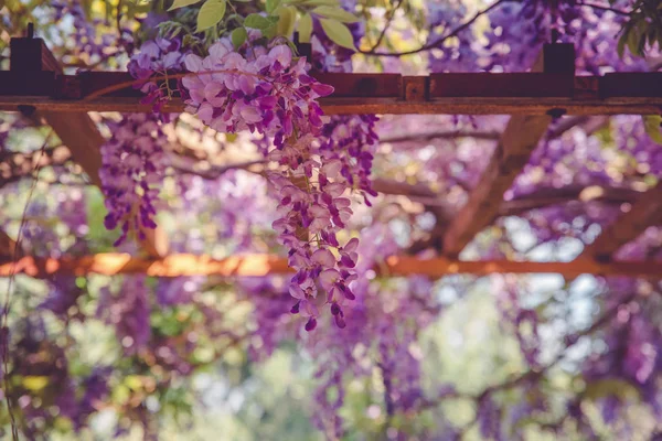 背景与美丽的紫藤花与散景效果 — 图库照片