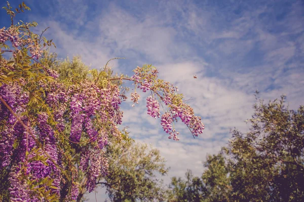 背景与美丽的紫藤花 — 图库照片