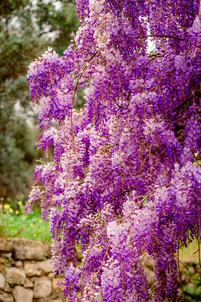 backgrounds with beautiful wisteria flowers after rain