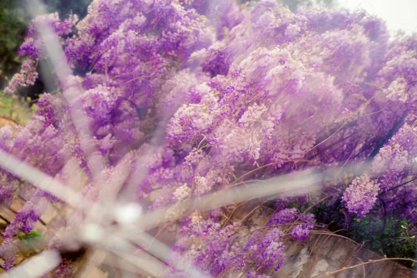 Blurred background with wisteria flowers through a transparent umbrella
