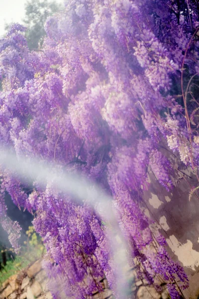 Blurred background with wisteria flowers through a transparent umbrella