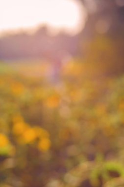 bokeh etkisi ile bulanıklık batımında Ayçiçeği tarlası