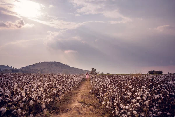 Güzel küçük kız uzun saçlı ve pembe elbise ayakta uzanmış kolları olan pamuk alanındaki