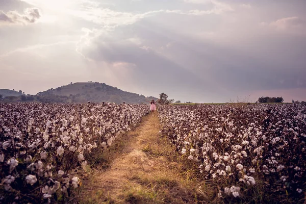 Güzel küçük kız uzun saçlı ve pembe elbise ayakta uzanmış kolları olan pamuk alanındaki