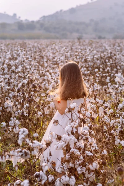 Krásná Holčička Dlouhými Vlasy Bílých Šatech Naleziště Bavlny — Stock fotografie