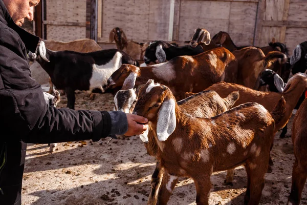 man with goats