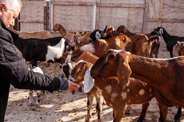 man with goats