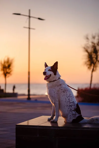 Cane fenotipo malamuto senza gamba posteriore seduta — Foto Stock