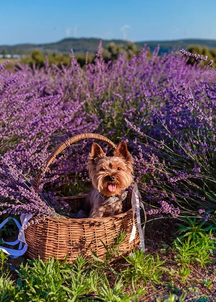 Cute Yorkshire Terrier Siedzi Koszyku Polu Lawendy — Zdjęcie stockowe