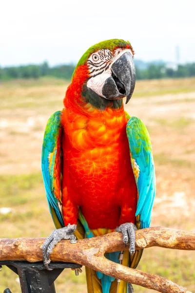 Papuga Widokiem Bliska — Zdjęcie stockowe