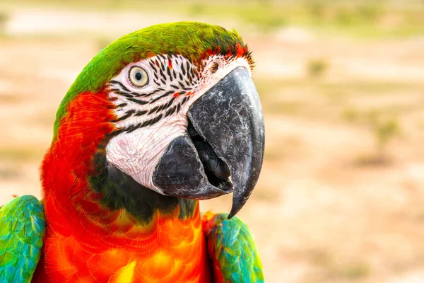 Loro Con Vista Cerca —  Fotos de Stock