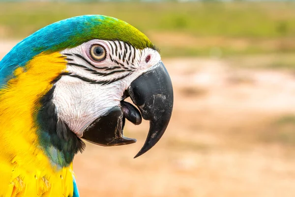 Papegoja Med Närbild — Stockfoto