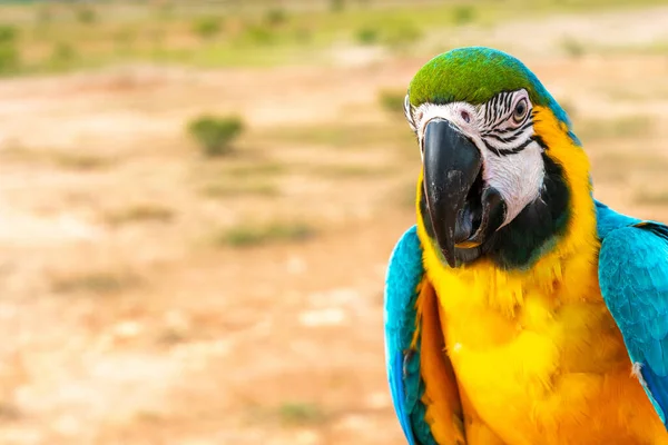 Yakın Görüşlü Papağan — Stok fotoğraf