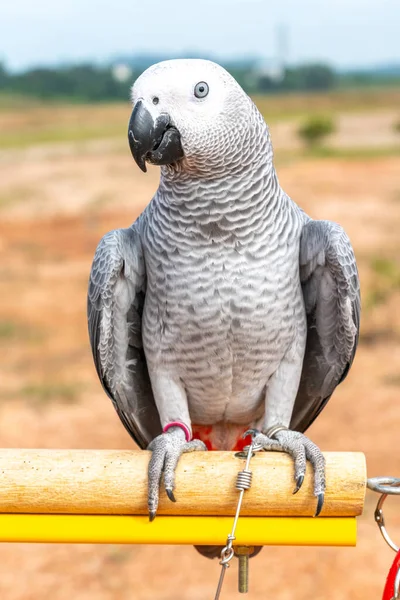 ビューを閉じるとオウム — ストック写真