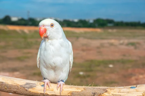 가까이 앵무새 — 스톡 사진