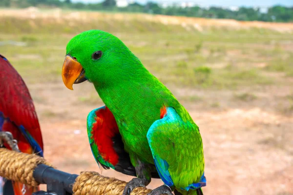 Loro Con Vista Cerca — Foto de Stock