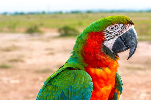 Loro Con Vista Cerca —  Fotos de Stock